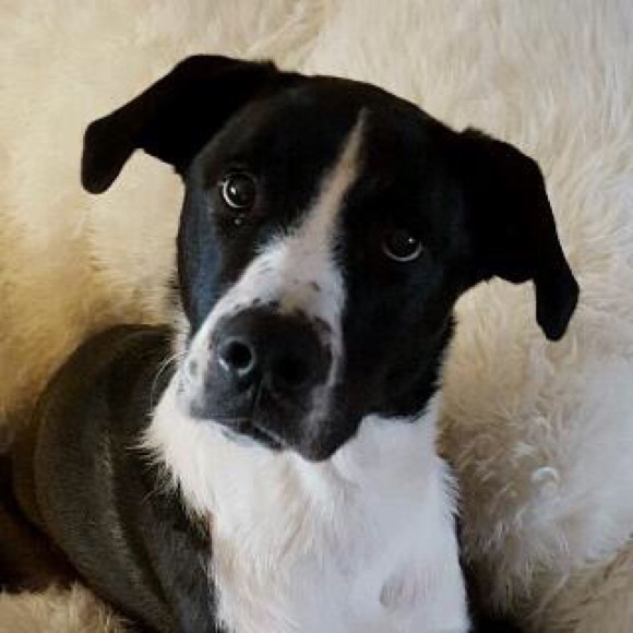 Meet your Posher, Lori. Posh Ambassador April 2019 - Picture 6 of 8